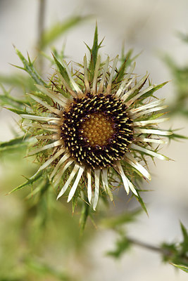 BUITEN BEELD Foto: 282787