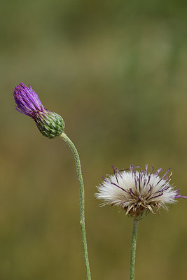 BUITEN BEELD Foto: 282791