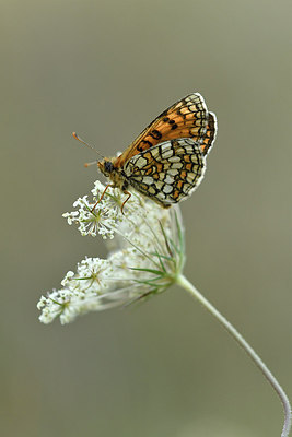 BUITEN BEELD Foto: 282792