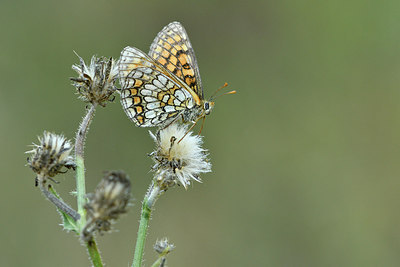 BUITEN BEELD Foto: 282796