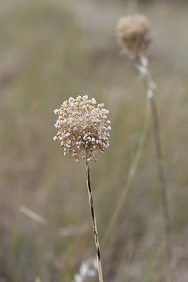 BUITEN BEELD Foto: 282797