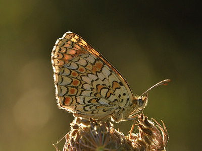 BUITEN BEELD Foto: 282798