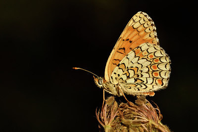 BUITEN BEELD Foto: 282800