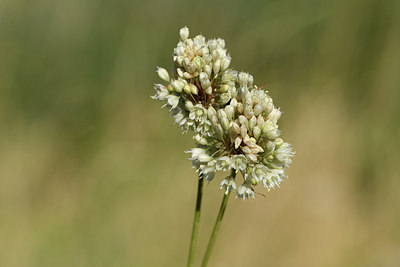 BUITEN BEELD Foto: 282801