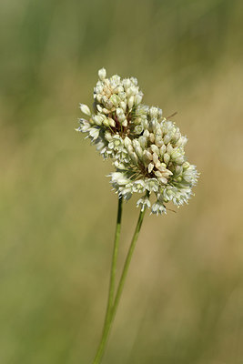 BUITEN BEELD Foto: 282803