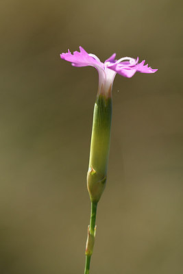 BUITEN BEELD Foto: 282805
