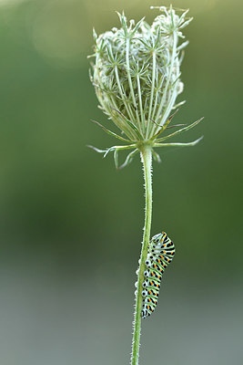 BUITEN BEELD Foto: 282808