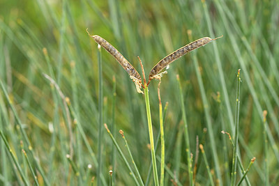 BUITEN BEELD Foto: 282811