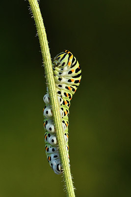 BUITEN BEELD Foto: 282812