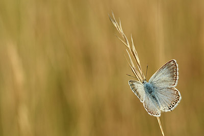 BUITEN BEELD Foto: 282824