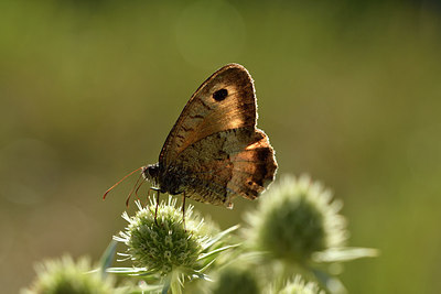 BUITEN BEELD Foto: 282830