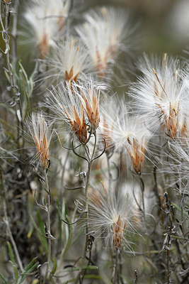 BUITEN BEELD Foto: 282847