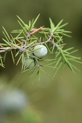 BUITEN BEELD Foto: 282850