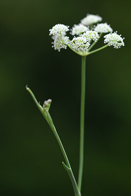 BUITEN BEELD Foto: 282856