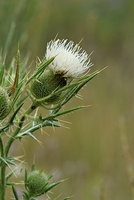 BUITEN BEELD Foto: 282858