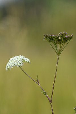 BUITEN BEELD Foto: 282860