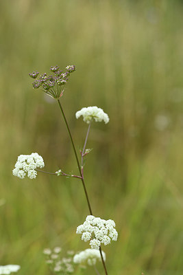 BUITEN BEELD Foto: 282861