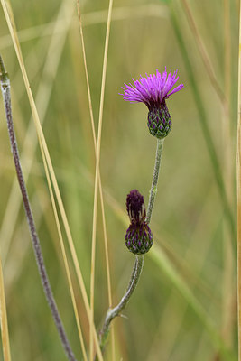 BUITEN BEELD Foto: 282862