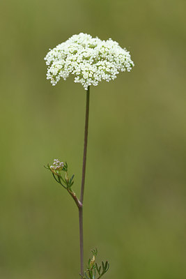 BUITEN BEELD Foto: 282863