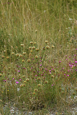 BUITEN BEELD Foto: 282864