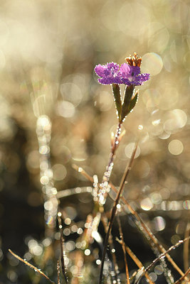 BUITEN BEELD Foto: 282874