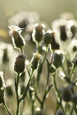 BUITEN BEELD Foto: 282877
