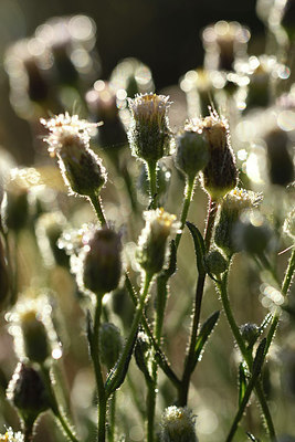 BUITEN BEELD Foto: 282878