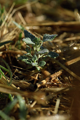 BUITEN BEELD Foto: 282884
