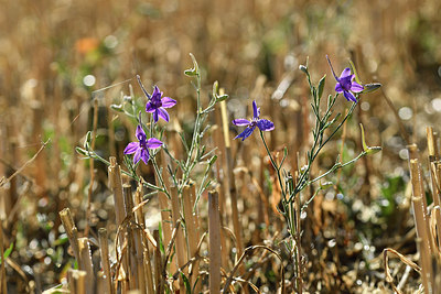 BUITEN BEELD Foto: 282888