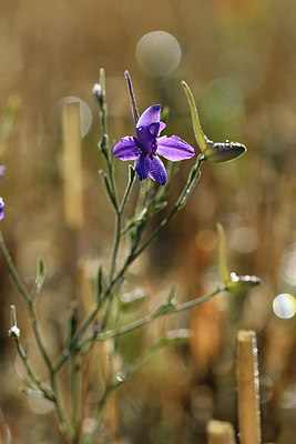 BUITEN BEELD Foto: 282889