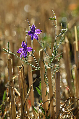 BUITEN BEELD Foto: 282890