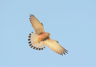 BUITEN BEELD Foto: 282903