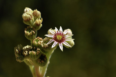 BUITEN BEELD Foto: 282915