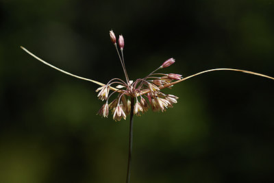 BUITEN BEELD Foto: 282929