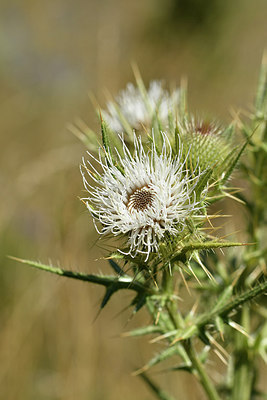 BUITEN BEELD Foto: 282935