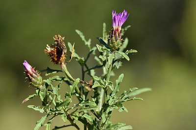 BUITEN BEELD Foto: 282953