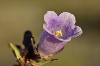 BUITEN BEELD Foto: 282966