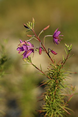 BUITEN BEELD Foto: 282969