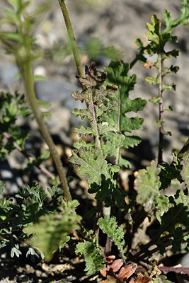 BUITEN BEELD Foto: 282972