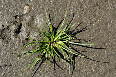 BUITEN BEELD Foto: 282978