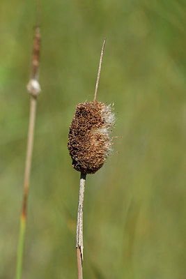 BUITEN BEELD Foto: 282980