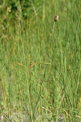 BUITEN BEELD Foto: 282981