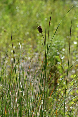 BUITEN BEELD Foto: 282982