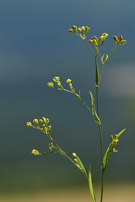 BUITEN BEELD Foto: 282987