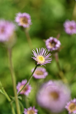 BUITEN BEELD Foto: 283008