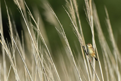 BUITEN BEELD Foto: 283015