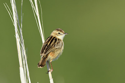 BUITEN BEELD Foto: 283017