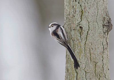 BUITEN BEELD Foto: 283024