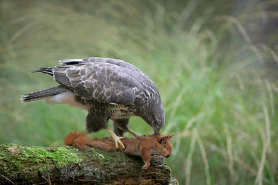 BUITEN BEELD Foto: 283039