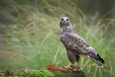 BUITEN BEELD Foto: 283040